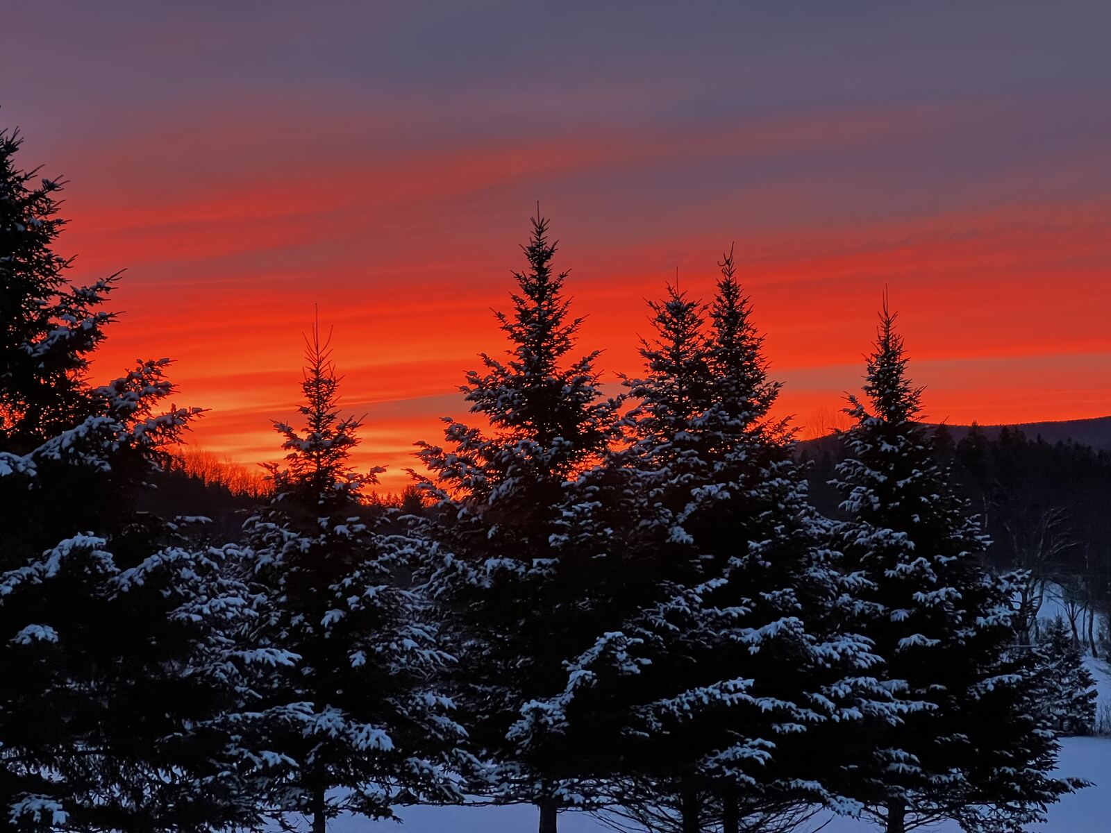 Red winter sunset behind snow covered spruces